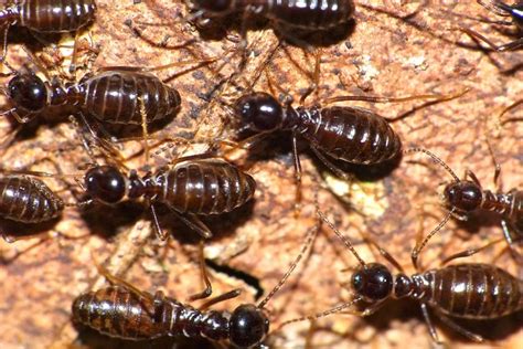 Ten Simple Tips For Keeping Termites Out Of Your Home