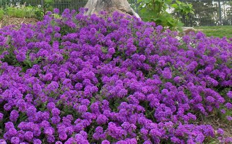 Homestead Purple Hardy Verbena 12 Count Flat Of Pint Pots