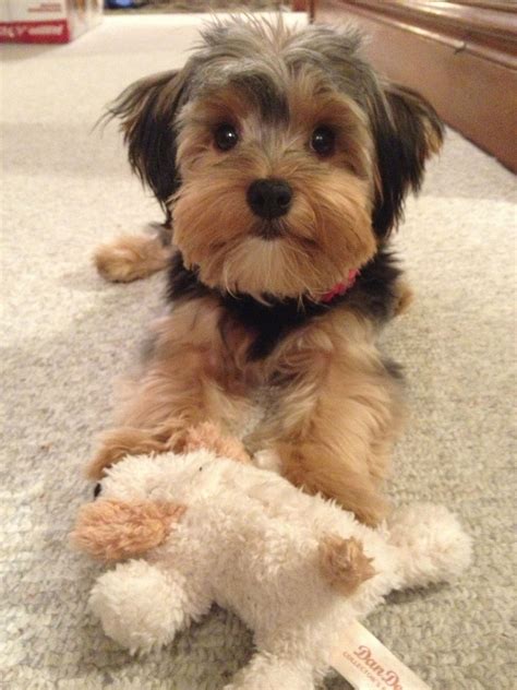 Morkie Love A Big Personality In That Little Body Little Puppies