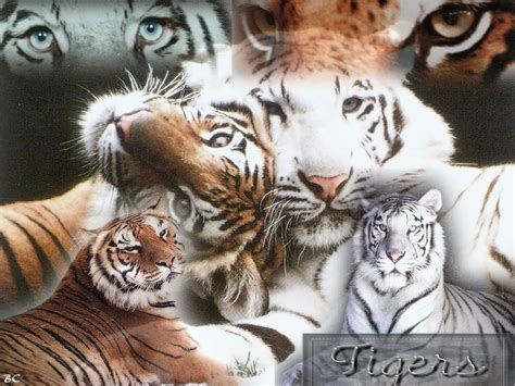 Tiger Wallpaper Tigers Wallpaper 9981611 Fanpop