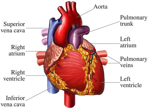 Location Of The Heart Human Cardiovascular System