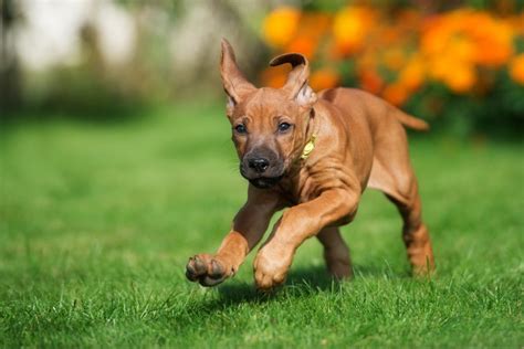 How My 8 Week Old Rhodesian Ridgeback Changed My Life And My Shoes