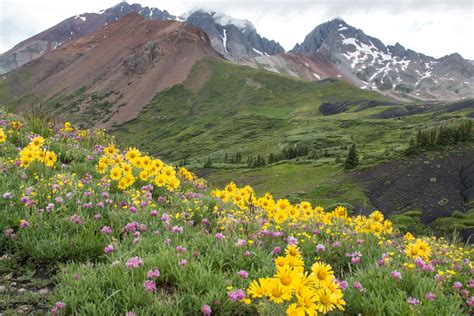Wildflower Watch Top 10 Hikes To See Colorado Blooms Colorado Public
