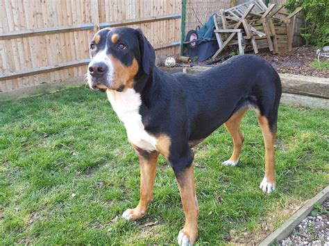 Greater Swiss Mountain Dog 1 Year London North West
