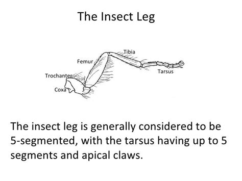 4 Insect Terminology