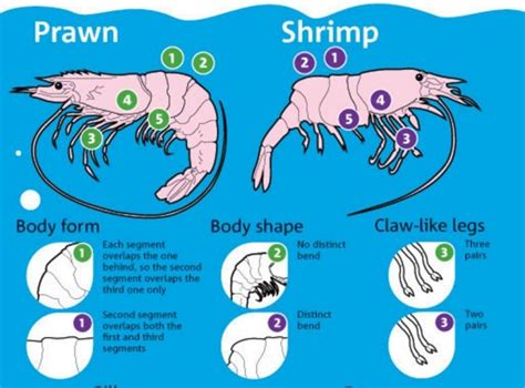 Freshwater Shrimp And Prawn Aquaponics Howtoaquaponic