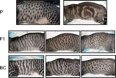 I thought it'd be fun to put my genetics and cat fancy skills to use and help you id your cat's. Defining and Mapping Mammalian Coat Pattern Genes ...