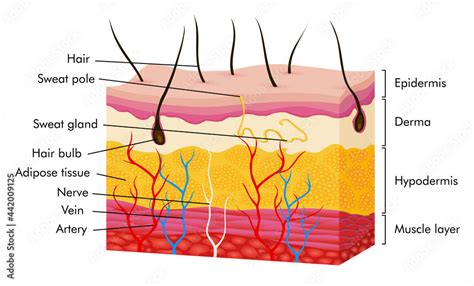 Skin Anatomy Human Body Skin Illustration With Parts Vein Artery Hair
