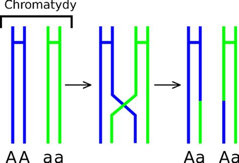 Genetic Recombination Definition Types And Examples Biology Dictionary