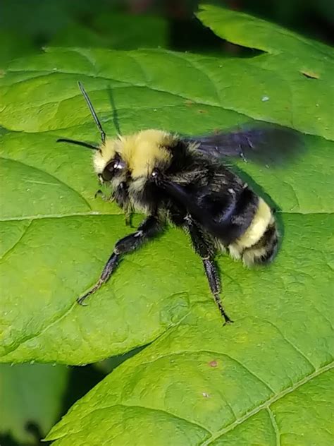 Yellow Faced Bumble Bee Summer Garden Bees Of Portland · Inaturalist