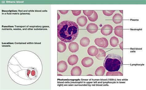 Blood Plasma Slide Consists Of Blood Cells And Plasma Proteins