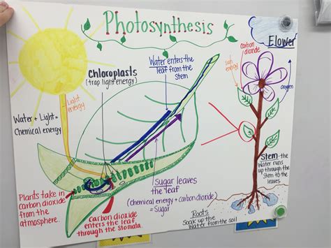 A Chart I Made On The Process Of Photosynthesis 6th Grade Science