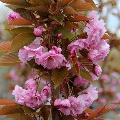 Prunus Kanzan Flowering Cherry Tree Mail Order Trees