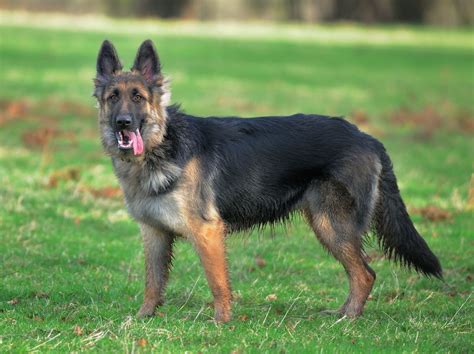 Old German Shepherd Dog Raza De Perros Dog Breeds