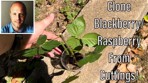 Raspberry And Blackberry Propagation From Cuttings Special Thanks To