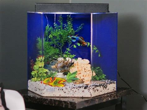 Bentuk Aquarium Hias Yang Terkenal Dijual Kini Ini Cara Menternak