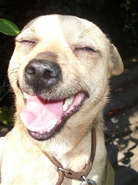 Dog Smile Types √ Mimic Greeting And Agnostic Grin And Pucker Stunning