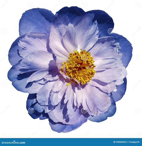 Peony Flower Blue Pink On A White Isolated Background With Clipping