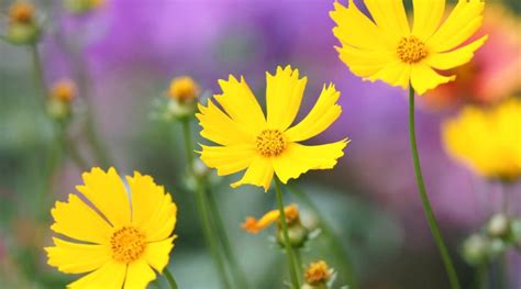 Youll Fall In Love With These Gorgeous Coreopsis Varieties Sunset