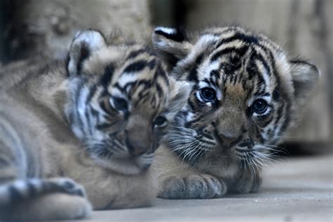 Deux Bébés Tigres De Malaisie Grandissent à Prague Sciences Et Avenir