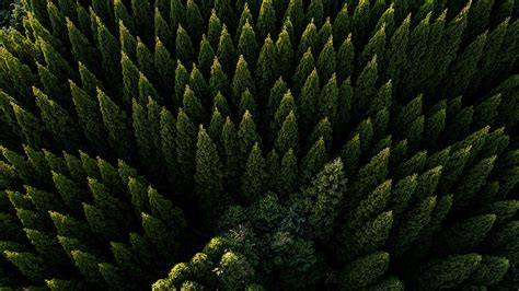 Drone View Of Evergreen Forest 4k Ultra Hd Wallpaper Sfondo