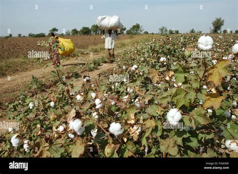 Cotton Field Cotton Boll Burst Gossypium Herbaceum Ready For Harvest