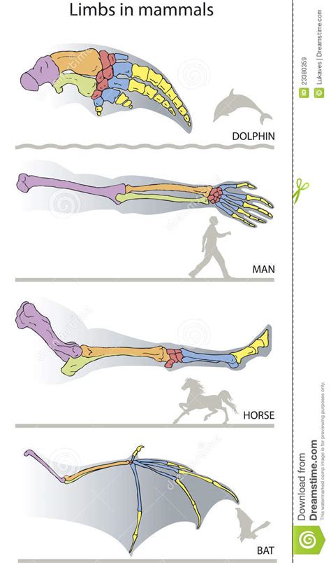 Limb Bones Vector Illustration 9845508