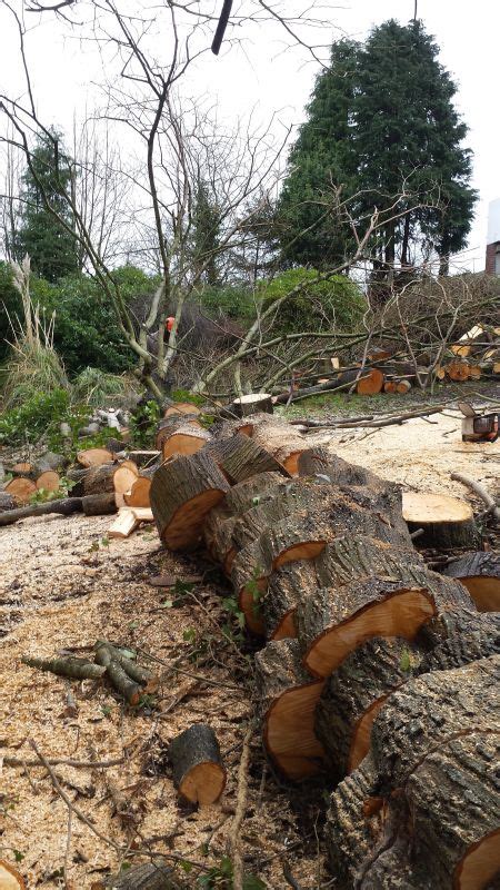 Our professional arborists are committed to. Tree Services - Midwest Landscapes Clare | Midwest ...