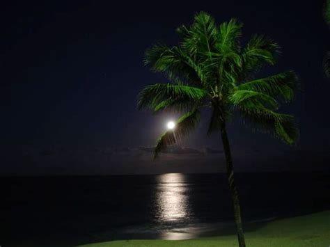 Palm Tree At Night Palm Trees Palm Trees Beach Beach Night