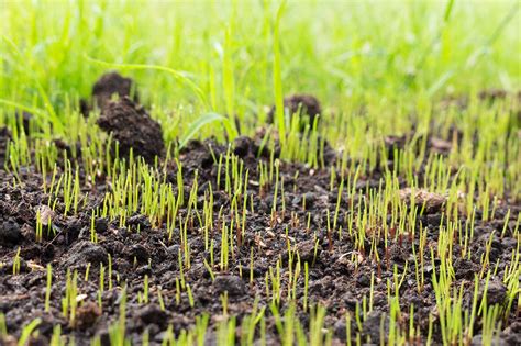 A Guide To Grass Seed Germination Blog Natures Seed
