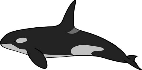 Cute Orca Whale Vector Illustration Killer Whale Cartoon Clipart