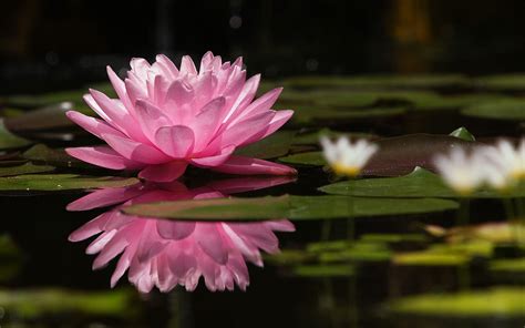 🔥 Free Download Water Lily Wallpapers 2560x1600 For Your Desktop Mobile And Tablet Explore 69