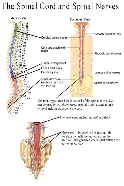 BIOL 237 Class Notes - The Spinal Cord and Spinal Nerves
