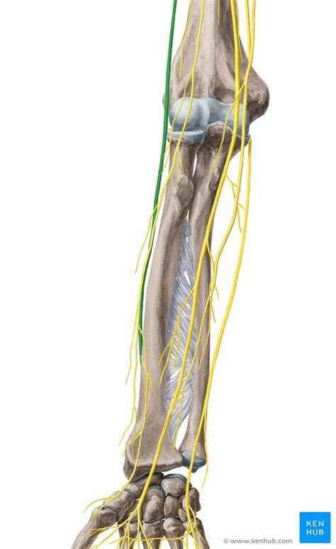 The Superficial Extensor Muscles Of The Forearm Anatomy Kenhub