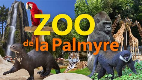 Zoo De La Palmyre Zoo Eindruck Youtube