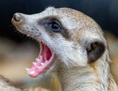 10 Marvelous Meerkat Facts About Africas Famous Mammals