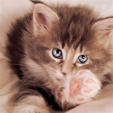 Top 45 Hd Cat Ipad Wallpapers Animals Cats Pets Cats