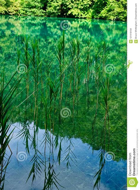 Water Weed Reflections In Clean Turquoise Water Plitvice Lakes