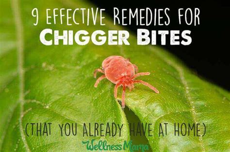 Proven Natural Remedies For Chigger Bites And How To Avoid