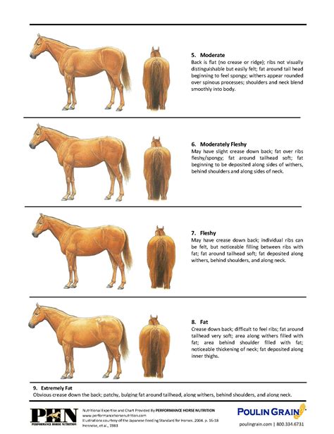 How To Tell If Your Horse Is Overweight A Guide To Assessing Your