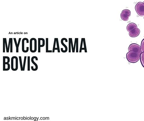Mycoplasma Bovis Ask Microbiology