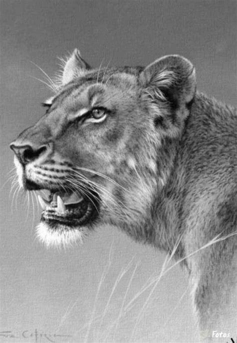 Realistic pencil drawing, belleville, ontario. 50+ Easy Pencil Drawings of Animals That Look So Realistic