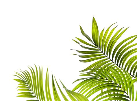 Folha Verde De Palmeira No Arquivo Png De Fundo Transparente 10124427 Png