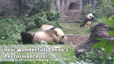 How Wonderful Pandas Performance Is Ipanda Youtube