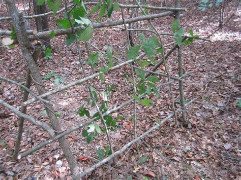 Building A Natural Ground Blind Ground Blinds Hunting