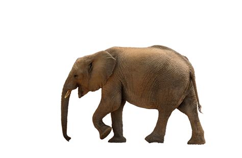 Elephant Png