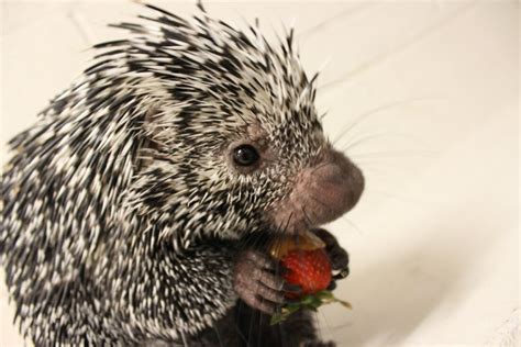Porcupine Eating A Strawberry Aww