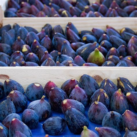 Figs In Provence A Cause For Sleuthing Celebration And A Lingerie Show Provence Winezine