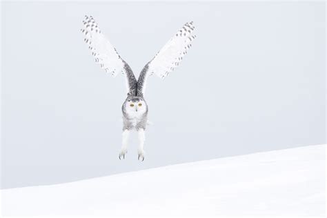 Vincent Munier Artist News And Exhibitions Photography