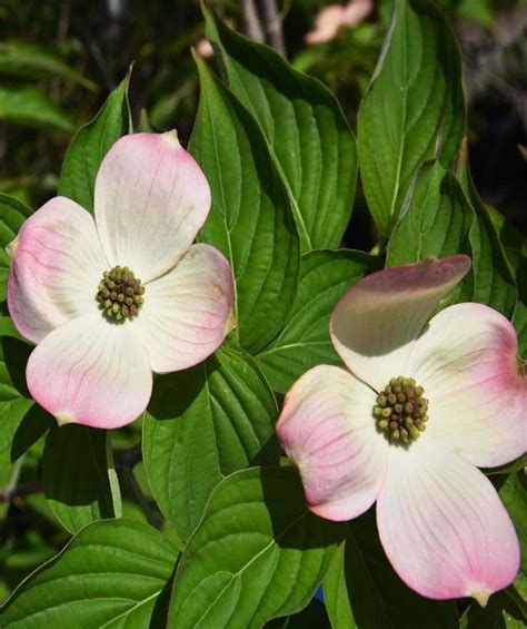 Cornus X Stellar Pink Hybrid Dogwood Gateway Garden Center